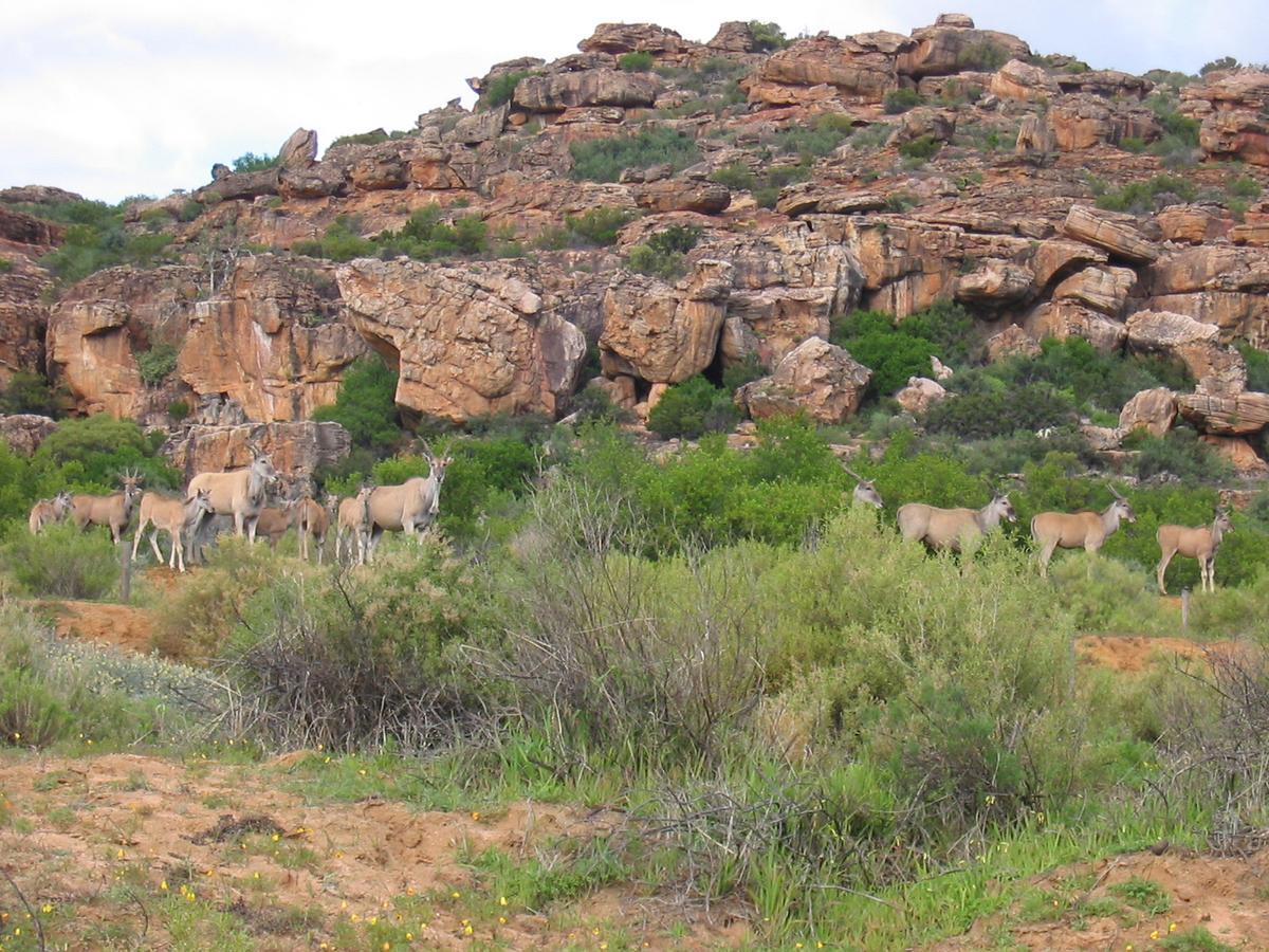 Villa Traveller'S Rest Clanwilliam Exterior foto